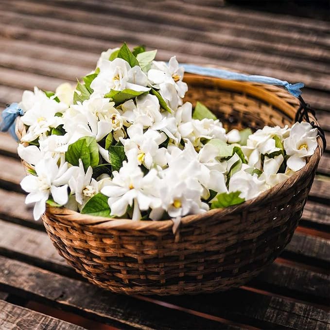 🌸Climbing Jasmine Flower Seeds - Nighttime Perfumer
