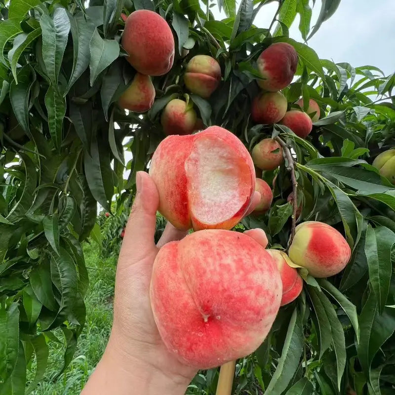 🍑Ultra-Sweet Juicy Peach Tree Planting Kit-EV