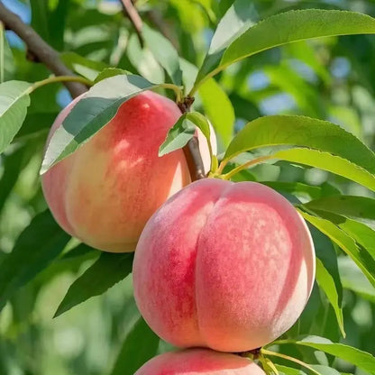 🍑Ultra-Sweet Juicy Peach Tree Planting Kit-EV