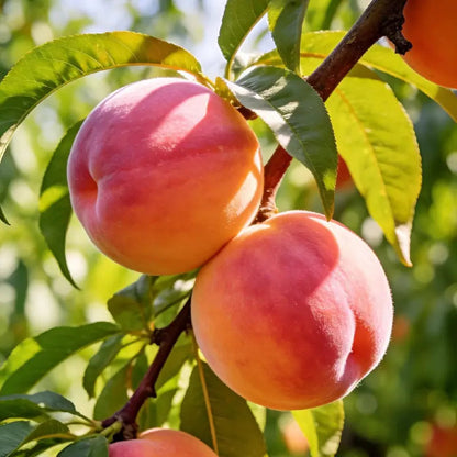 🍑Ultra-Sweet Juicy Peach Tree Planting Kit-EV
