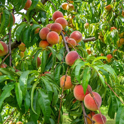 🍑Ultra-Sweet Juicy Peach Tree Planting Kit-EV