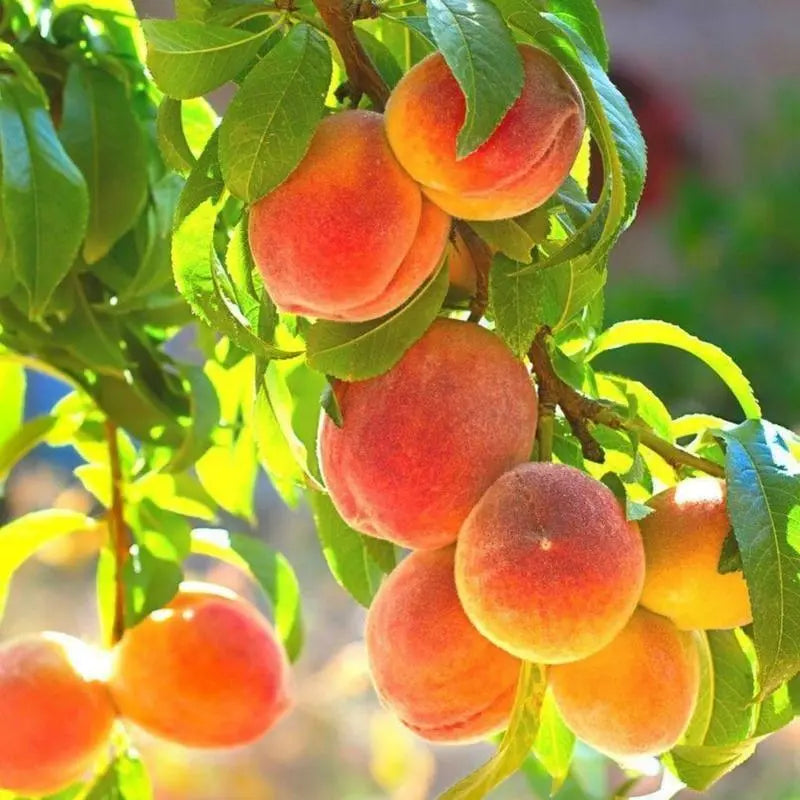 🍑Ultra-Sweet Juicy Peach Tree Planting Kit-EV