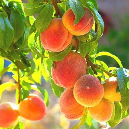 🍑Ultra-Sweet Juicy Peach Tree Planting Kit-EV