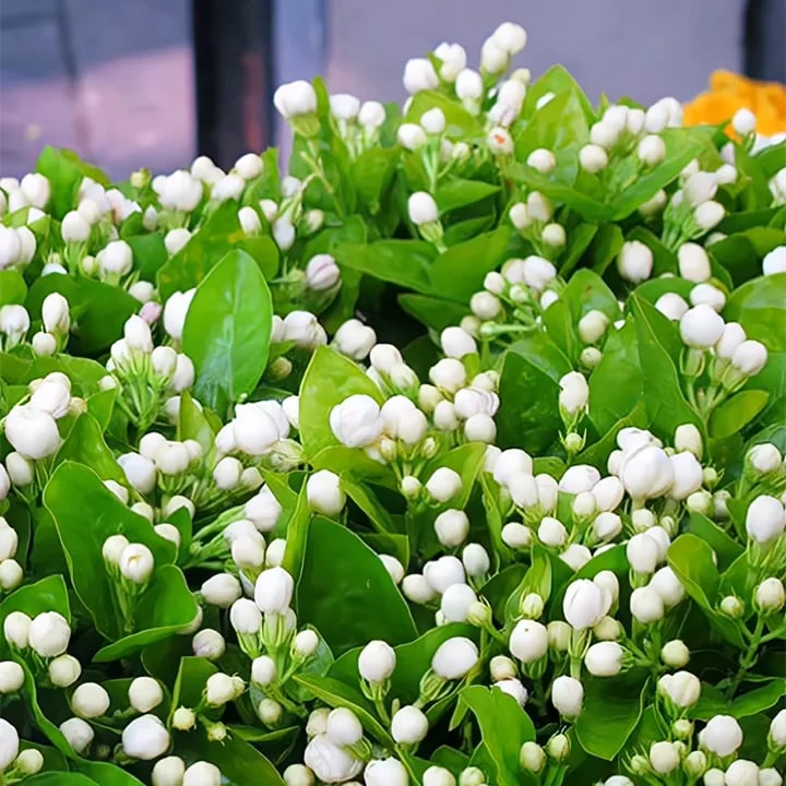 🌸Climbing Jasmine Flower Seeds - Nighttime Perfumer
