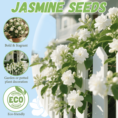 🌸Climbing Jasmine Flower Seeds - Nighttime Perfumer
