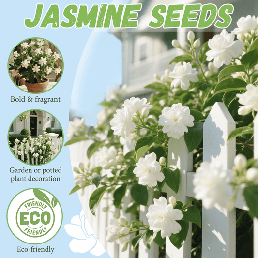 🌸Climbing Jasmine Flower Seeds - Nighttime Perfumer