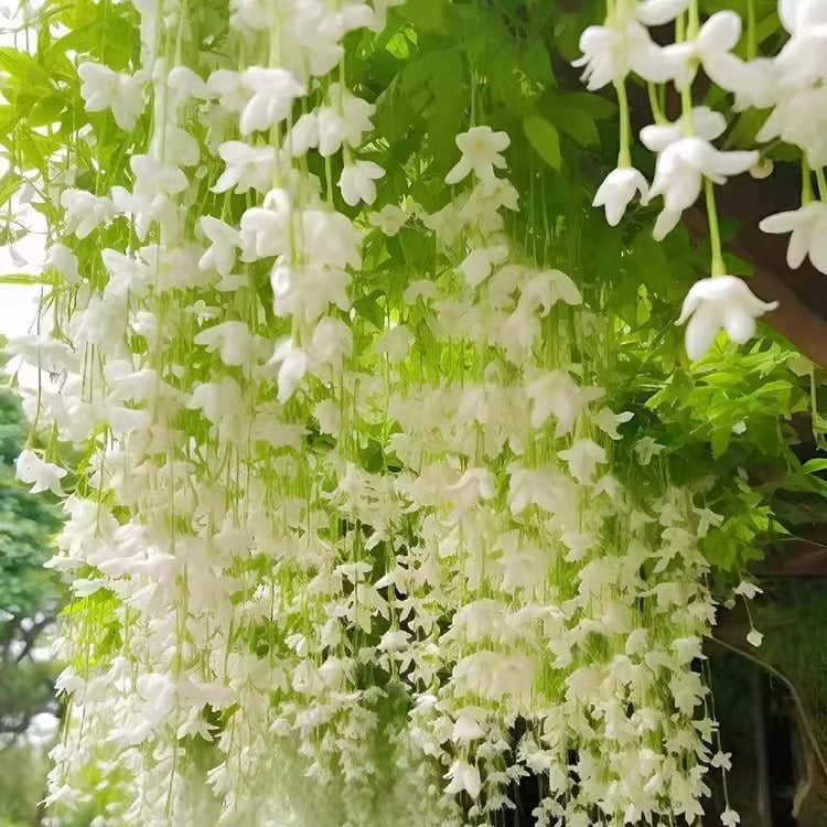 🌸Climbing Jasmine Flower Seeds - Nighttime Perfumer