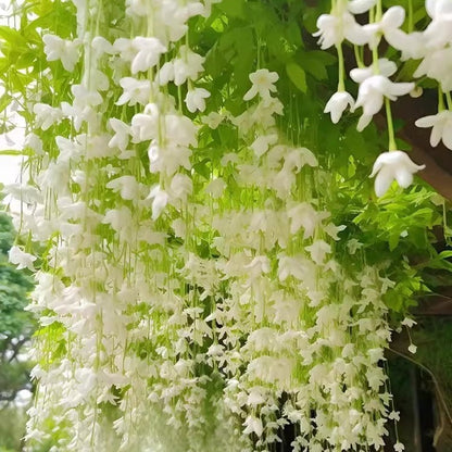 🌸Climbing Jasmine Flower Seeds - Nighttime Perfumer