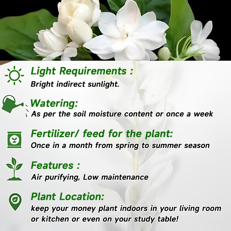 🌸Climbing Jasmine Flower Seeds - Nighttime Perfumer