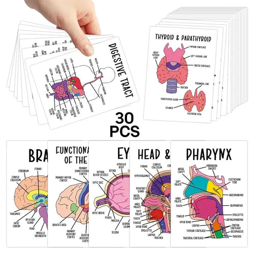 🧠30-Piece Human Anatomy Flashcards for Medical & Nursing Students🫁