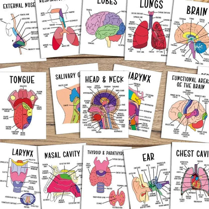 🧠30-Piece Human Anatomy Flashcards for Medical & Nursing Students🫁