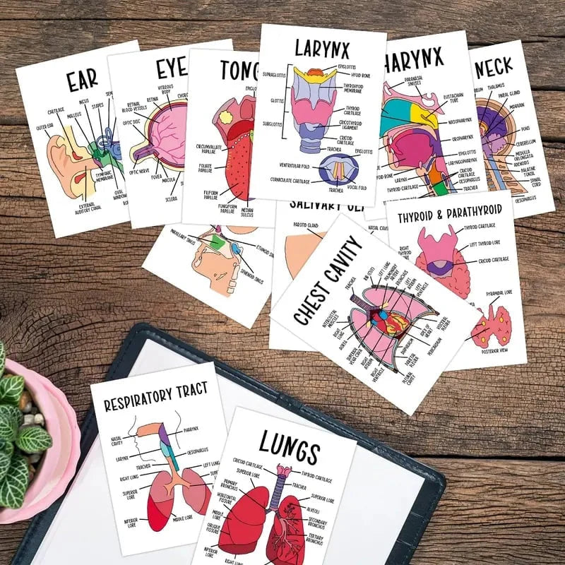 🧠30-Piece Human Anatomy Flashcards for Medical & Nursing Students🫁