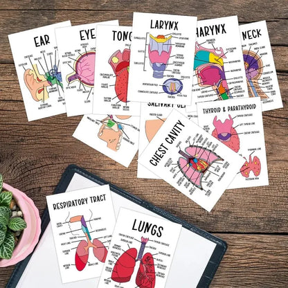 🧠30-Piece Human Anatomy Flashcards for Medical & Nursing Students🫁