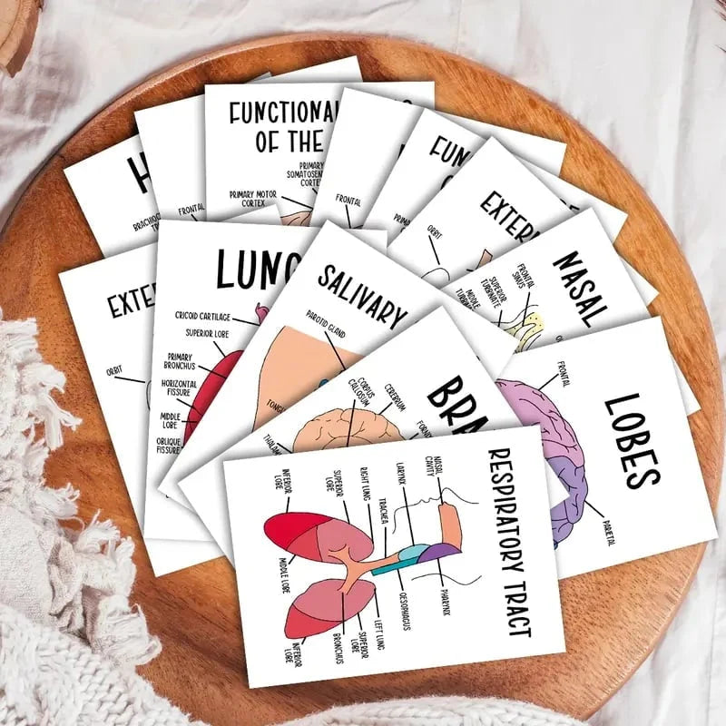 🧠30-Piece Human Anatomy Flashcards for Medical & Nursing Students🫁