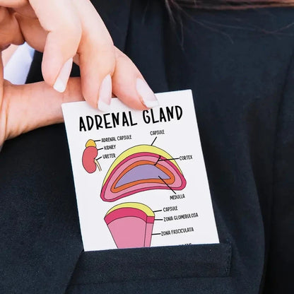 🧠30-Piece Human Anatomy Flashcards for Medical & Nursing Students🫁