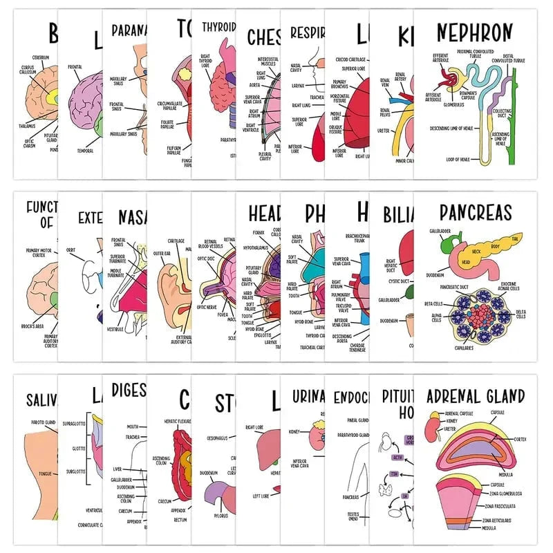 🧠30-Piece Human Anatomy Flashcards for Medical & Nursing Students🫁