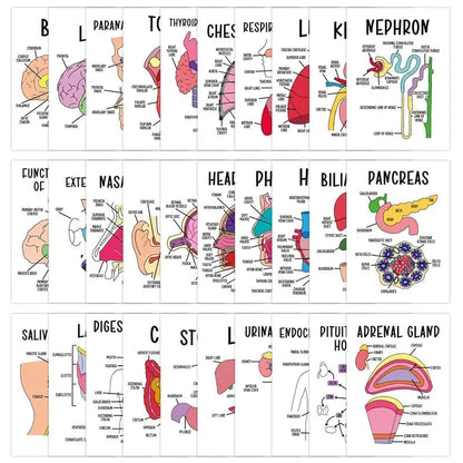 🧠30-Piece Human Anatomy Flashcards for Medical & Nursing Students🫁