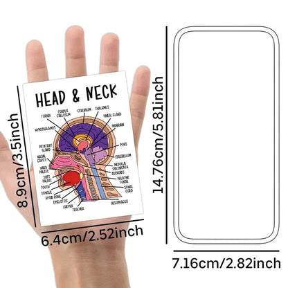 🧠30-Piece Human Anatomy Flashcards for Medical & Nursing Students🫁