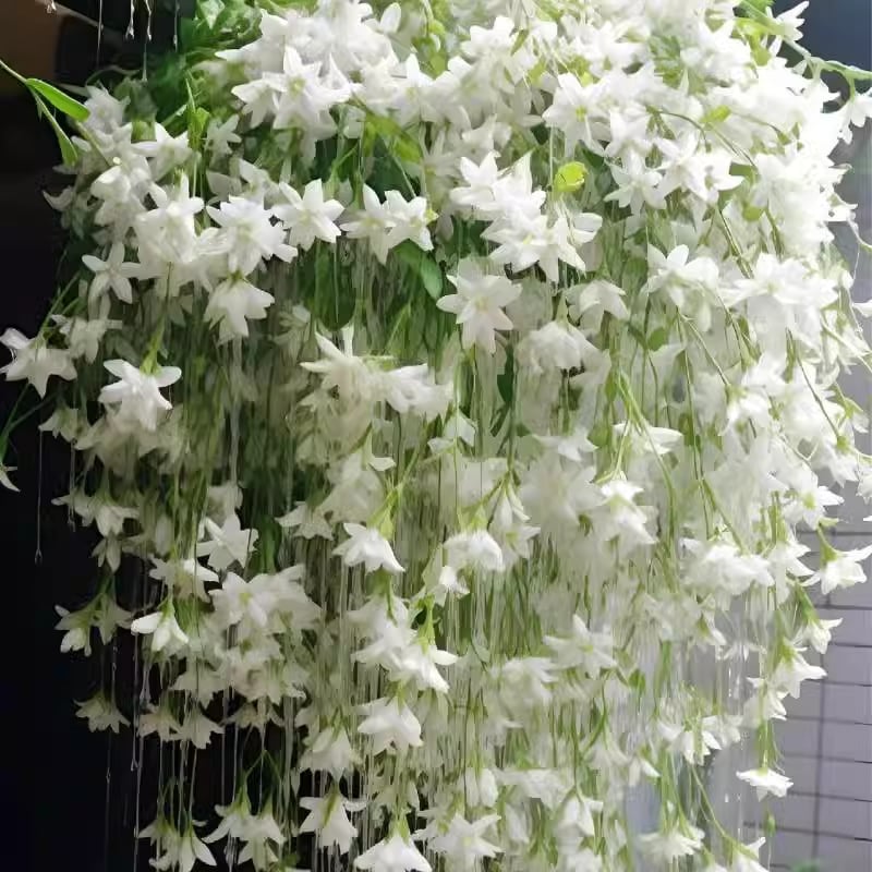 🌸Climbing Jasmine Flower Seeds - Nighttime Perfumer