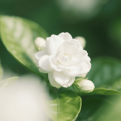 🌸Climbing Jasmine Flower Seeds - Nighttime Perfumer