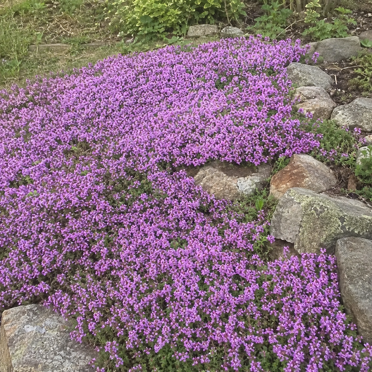 🌸Creeping Thyme Seeds, Multi-Color Ground Cover Flower Seeds🌸