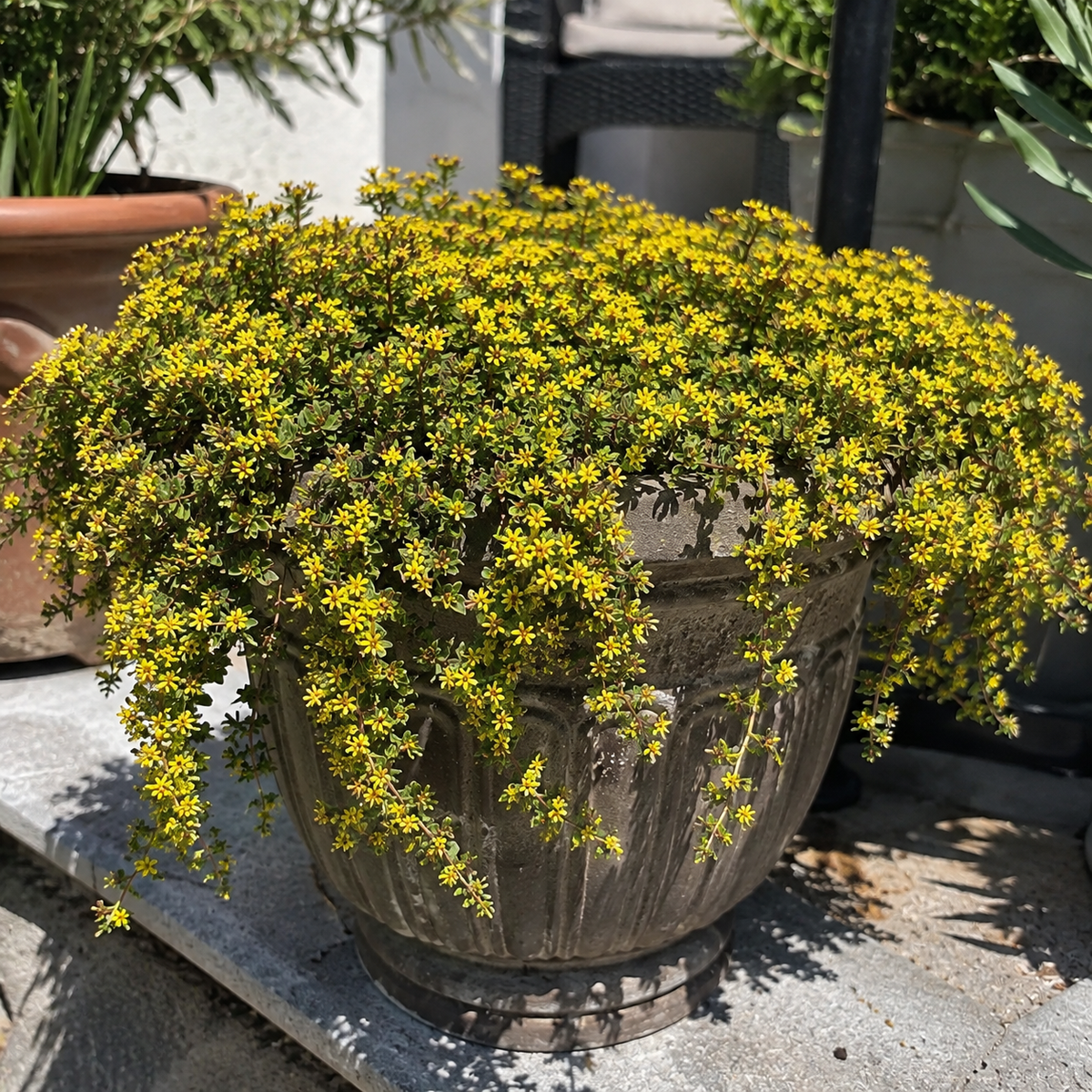 🌸Creeping Thyme Seeds, Multi-Color Ground Cover Flower Seeds🌸